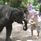 タイ旅行　ゾウと共に